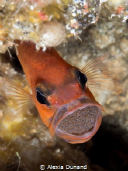 Male cardinal fish Apogon imberbis rotating the egg mass.... by Alexia Dunand 